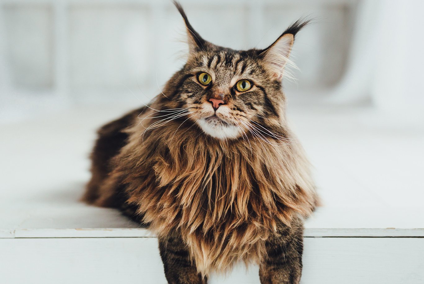 Find the right food for a Maine Coon cat