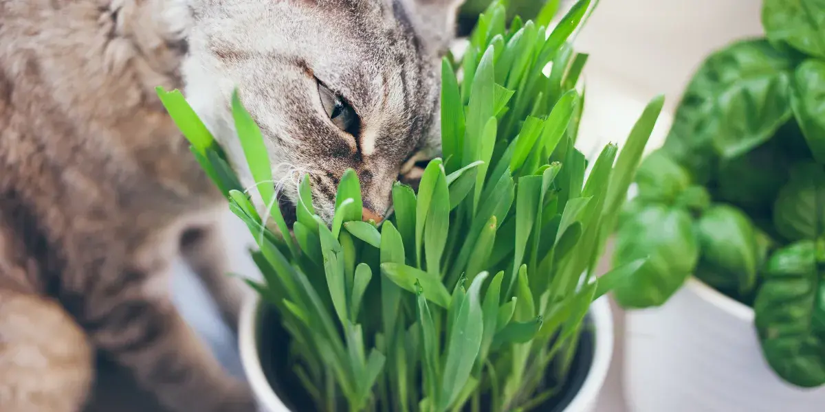 pourquoi-chat-mange-herbe-husse