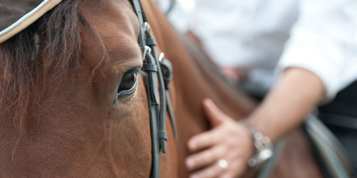 alimentation-cheval-husse alimentation-cheval-husse